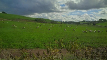 Fototapeta premium campagna romana