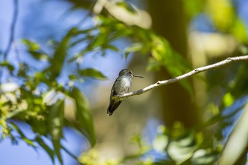 Anna's Hummingbird (Calypte anna)