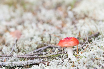Little russula mushroom on white moss