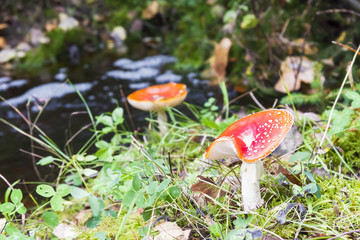 Closeup of red fly agaric mushrooms