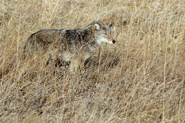 Coyote Blending In
