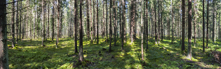Large panorama of green forest in summer