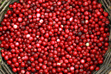 cranberry