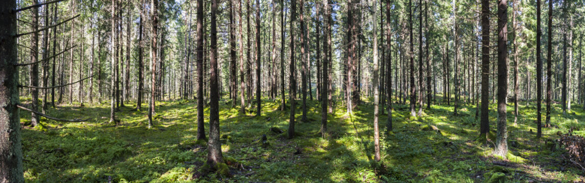 Fototapeta Large panorama of green forest in summer