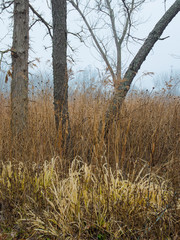 619-83 Rock Run Trunks and Grasses