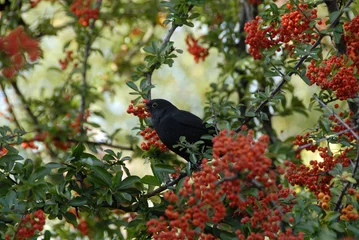 Foto auf Glas ein Vogel frisst rote Beeren im Baum © Carmela