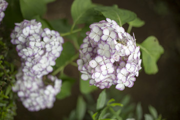 Fototapeta premium Hydrangea