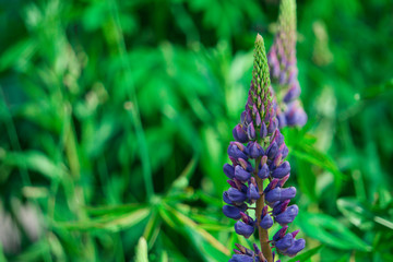 purple flower on a green background, flower cornflower