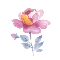 Obraz na płótnie Canvas Wildflower rose flower in a watercolor style isolated. Full name of the herb: rose, Hulthemia, Hesperrhodos, Rosa. Aquarelle flower could be used for background, texture, pattern, frame or border.