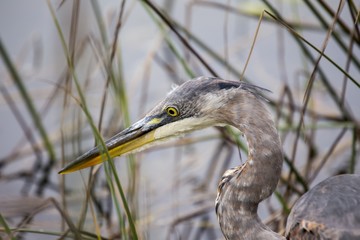 Great Blue Heron (Ardea herodias)