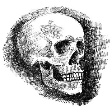 Zeichnung eines Totenschädels / seitlich, schwarz-weiß, schraffiert, Vektor, freigestellt
