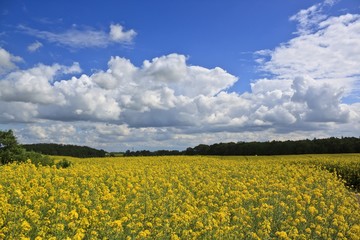 Spring landscape with yellow rape field