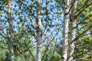 spring birch with yellow green
