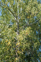 spring birch with yellow green
