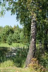 Obraz premium spring birch with yellow green