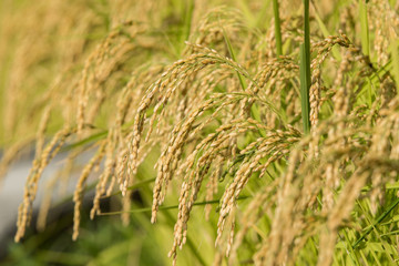 黄金色に色づいた収穫前の稲穂