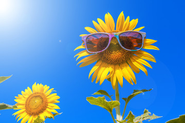 Obraz premium happy sunflower on day noon with blue sky abstract background to happiness of nature. 