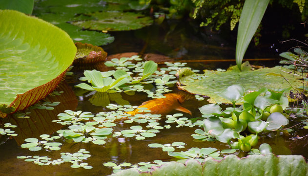 Goldfisch Koi im Teich
