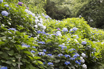 Hydrangea