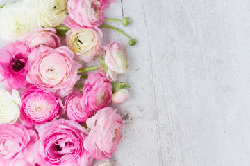 Pink and white ranunculus flowers
