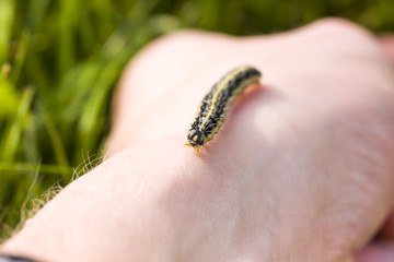 Butterfly larva crawl on human hand
