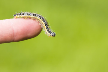 Butterfly larva crawl on human hand
