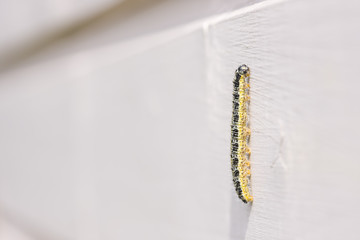 Butterfly larva climb on a timber wall