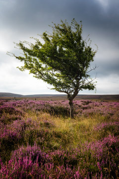Lone tree on Yorkshire Moors, UK