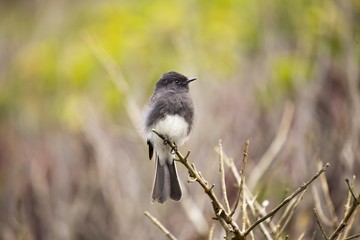 Black Phoebe (Sayornis nigricans)