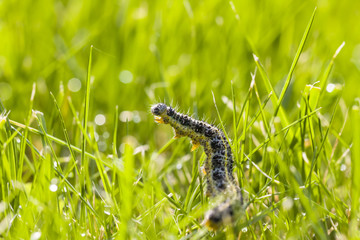 Butterfly larva crawl on green grass