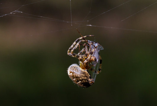 Spider cannibalism  female Garden spider (Araneus diadematus) killed male after copulation and wraps him in silk