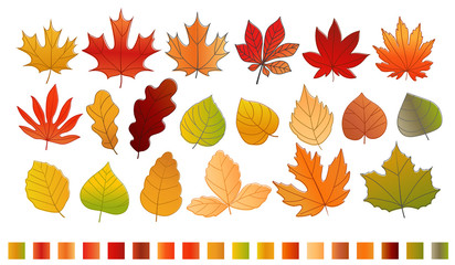 Different color autumn leaves vector collection. Leaves isolated