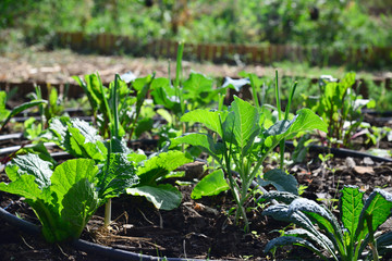 Green plants and the craft of planting herbs