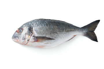 dorado isolated on a white background