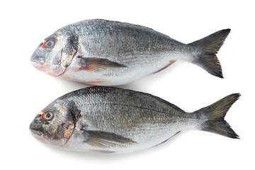 dorado isolated on a white background