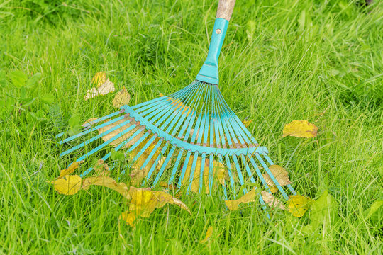 Rake and fall leaves on green grass