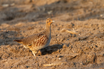 Rebhuhn auf einem Acker
