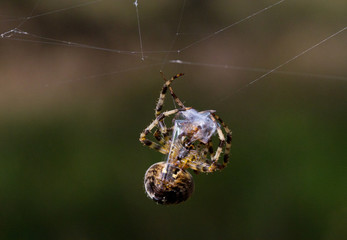Spider cannibalism:  female Garden spider (Araneus diadematus) killed male after copulation and wraps him in silk