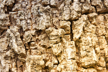 Cluse up of Indian cork tree