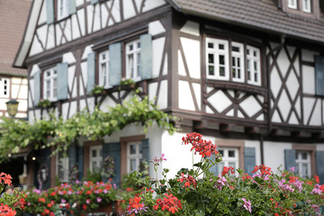 Fototapeta na wymiar In the foreground colorful geraniums in bloom, in the background (out of focus) one traditional half-timbered house located in Oberkirch, Black Forest, Baden-Wuerttemberg, Germany