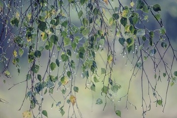 Branch of birch with raindrops - selective focus