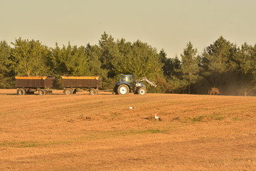 Fototapeta na wymiar tractor trailers on the field