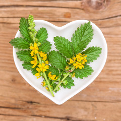 Odermennig, Homöopathie und Kochen mit Heilkräutern