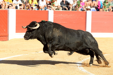 Toro