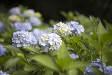 Hydrangea