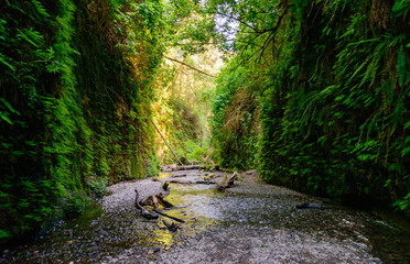 Redwood National Park