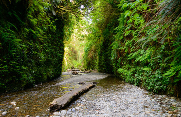 Redwood National Park