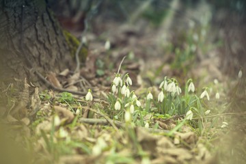 snowdrops (Galanthus nivalis)