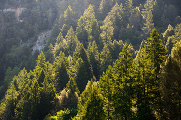 Ancient Forest