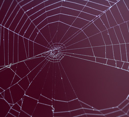 Spider web
